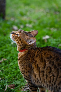 Close-up of a cat looking away