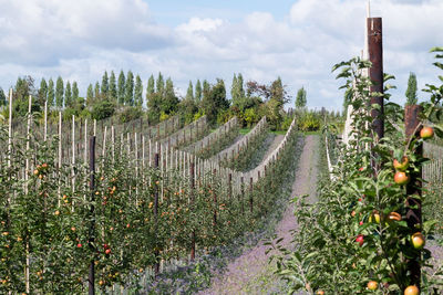 Arable farming - rows of fruit trees with apples in foreground