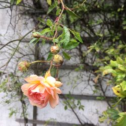 Close-up of yellow flowering plant against tree