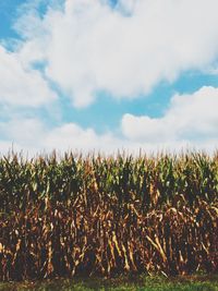 Scenic view of field against cloudy sky