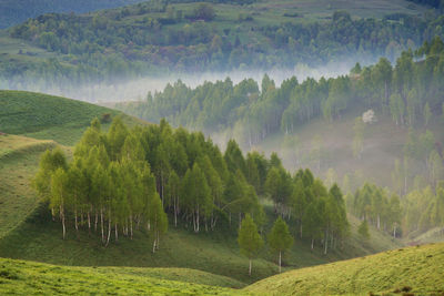 Panoramic view of trees on field