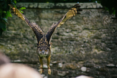 Close-up of owl flying against blurred background