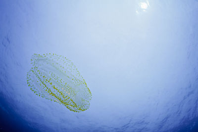 A comb jelly near the surface, channel islands national park, ca