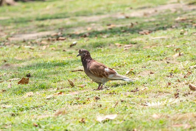 Close-up of bird on field