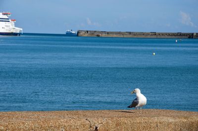 Seagull perching on shore against sky