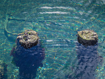 Old wharf piles nearly submerged in the water