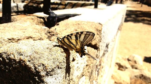 Close-up of butterfly on leaf