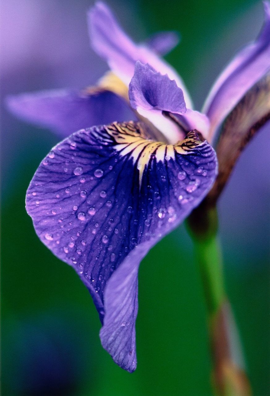 flowering plant, flower, vulnerability, petal, freshness, fragility, plant, beauty in nature, close-up, growth, flower head, inflorescence, purple, focus on foreground, no people, nature, pollen, selective focus, day, iris - plant