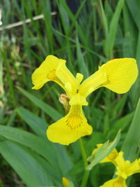 Close-up of yellow flower blooming outdoors