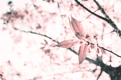 Low angle view of pink flowers on tree