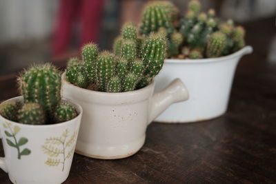 Close-up of succulent plant on table