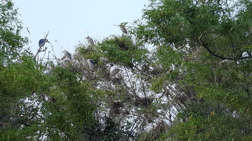 Low angle view of bird perching on a tree