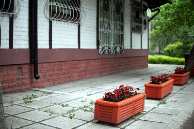 Potted plant by building