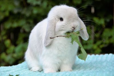 Close-up of white rabbit