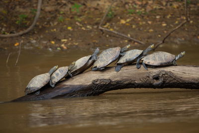 Group of yellow-spotted river turtles podocnemis unifilis reflected in water sitting on log bolivia.