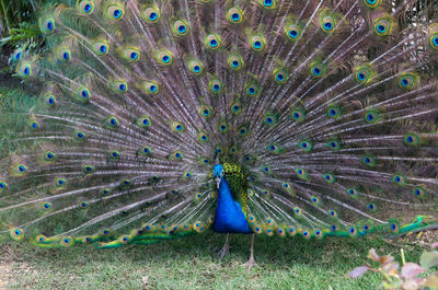 Close-up of peacock