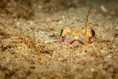 Close-up of crab on sand