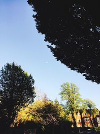 Low angle view of trees