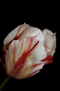 Close-up of white rose against black background