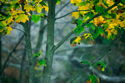 Close-up of yellow flower tree