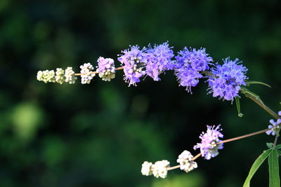 Close-up of small purple flowers