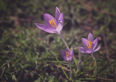 Close-up of purple crocus blooming outdoors