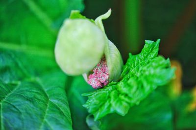 Close-up of flower blooming outdoors