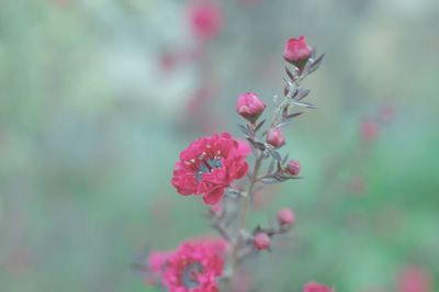 Close-up of pink flowering plant