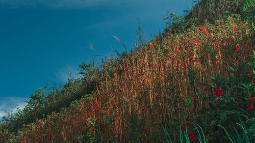 Low angle view of trees on field against sky