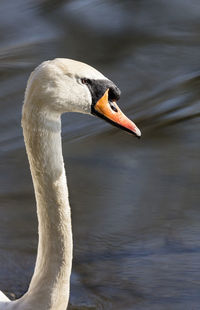 Close-up of swan on lake