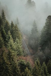 High angle view of pine trees in forest