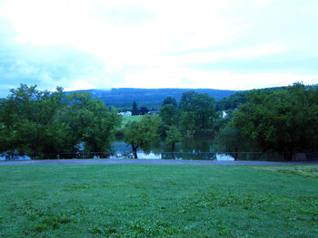 Trees on grassy field