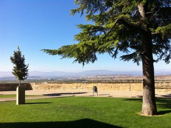 Trees on grassy field