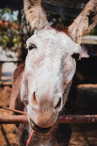 Close-up of horse in pen