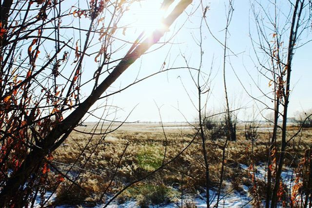 bare tree, tree, branch, tranquility, tranquil scene, nature, field, clear sky, scenics, beauty in nature, landscape, growth, grass, sun, water, sky, lake, plant, sunlight, no people