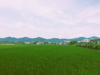 Scenic view of rural landscape