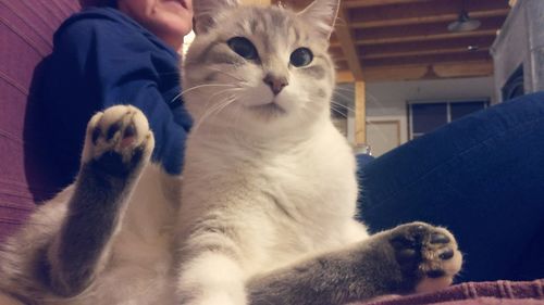 Close-up of cat sitting at home