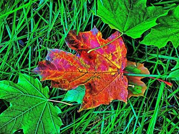 Close-up of leaves on field