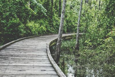 Boardwalk amidst trees in forest