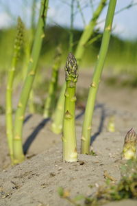 Close-up of green plant on field