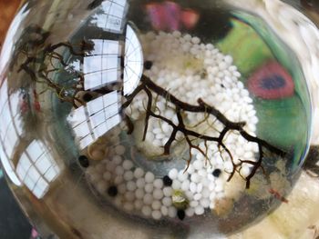 High angle view of food in bowl