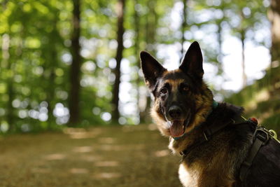 Portrait of dog