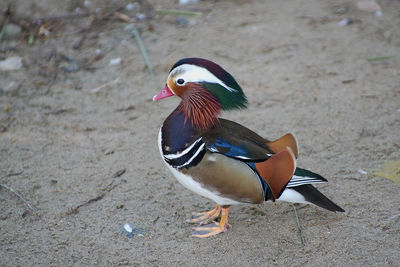 Bird on ground