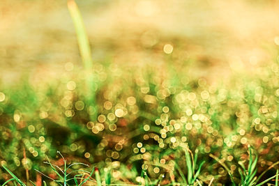 Full frame shot of wet grass