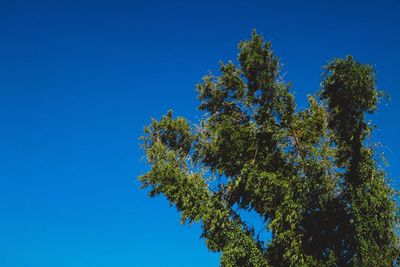 Low angle view of tree against clear blue sky