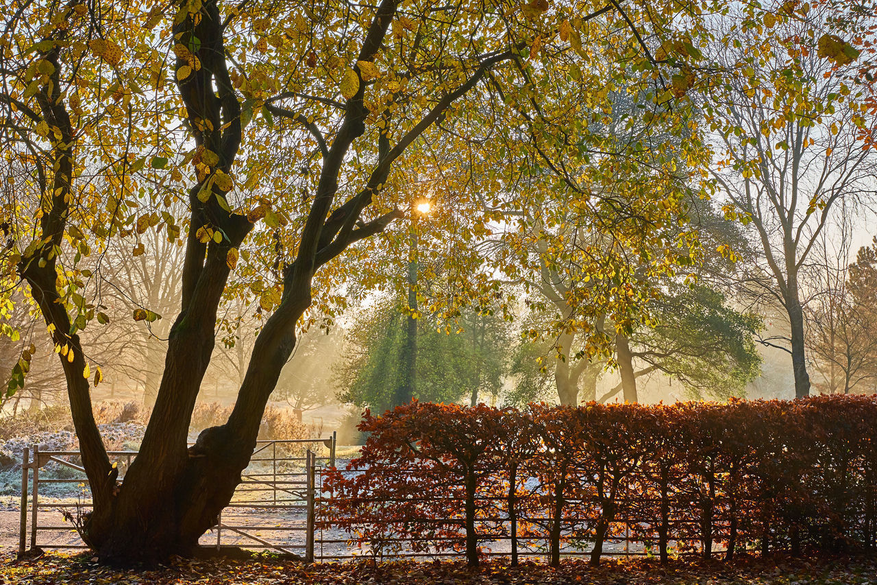 TREES IN PARK