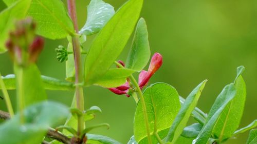 Close-up of red flower on plant