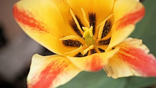 Close-up of orange flower head