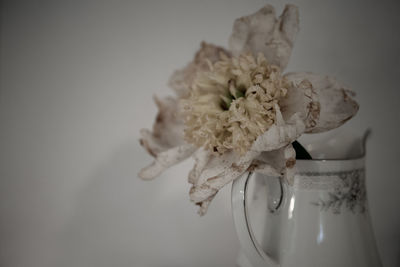 Close-up of white rose on table