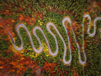 High angle view of plants growing on land